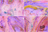 Beautiful Background Bonanza - Just $100