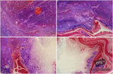 Beautiful Background Bonanza - Just $100