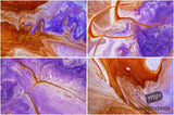 Beautiful Background Bonanza - Just $100