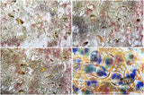 Beautiful Background Bonanza - Just $100