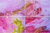 Beautiful Background Bonanza